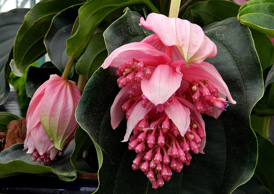 Medinilla Magnifica