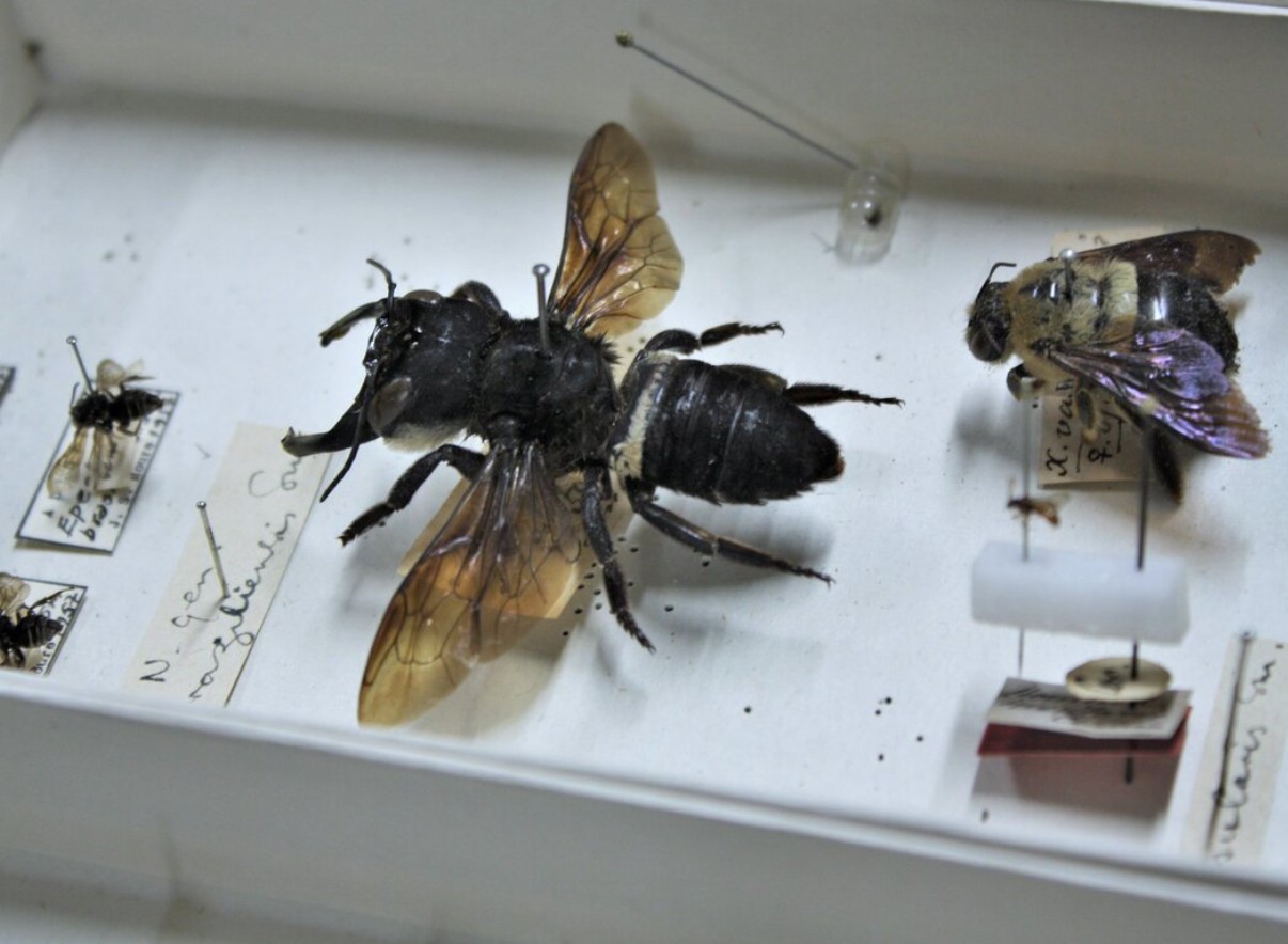 Megachile Pluto
