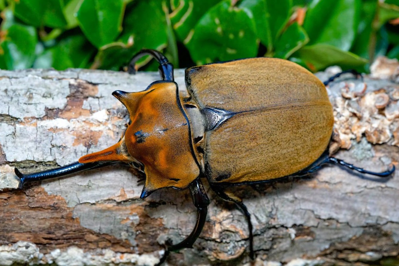 Megasoma elephas