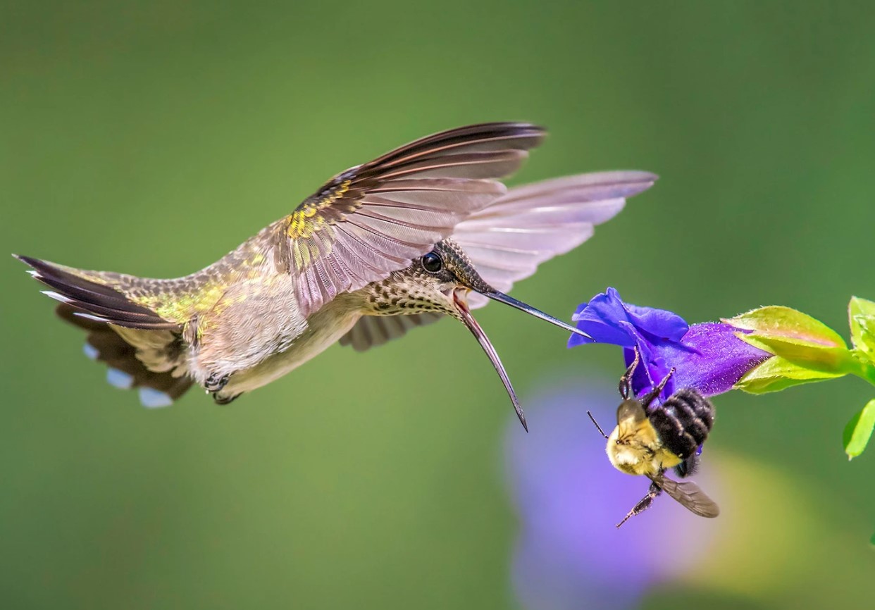 Kolibri-bi. En fugl på størrelse med en lillefinger