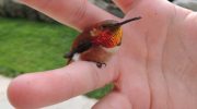 Kolibri-bi. En fugl på størrelse med en lillefinger