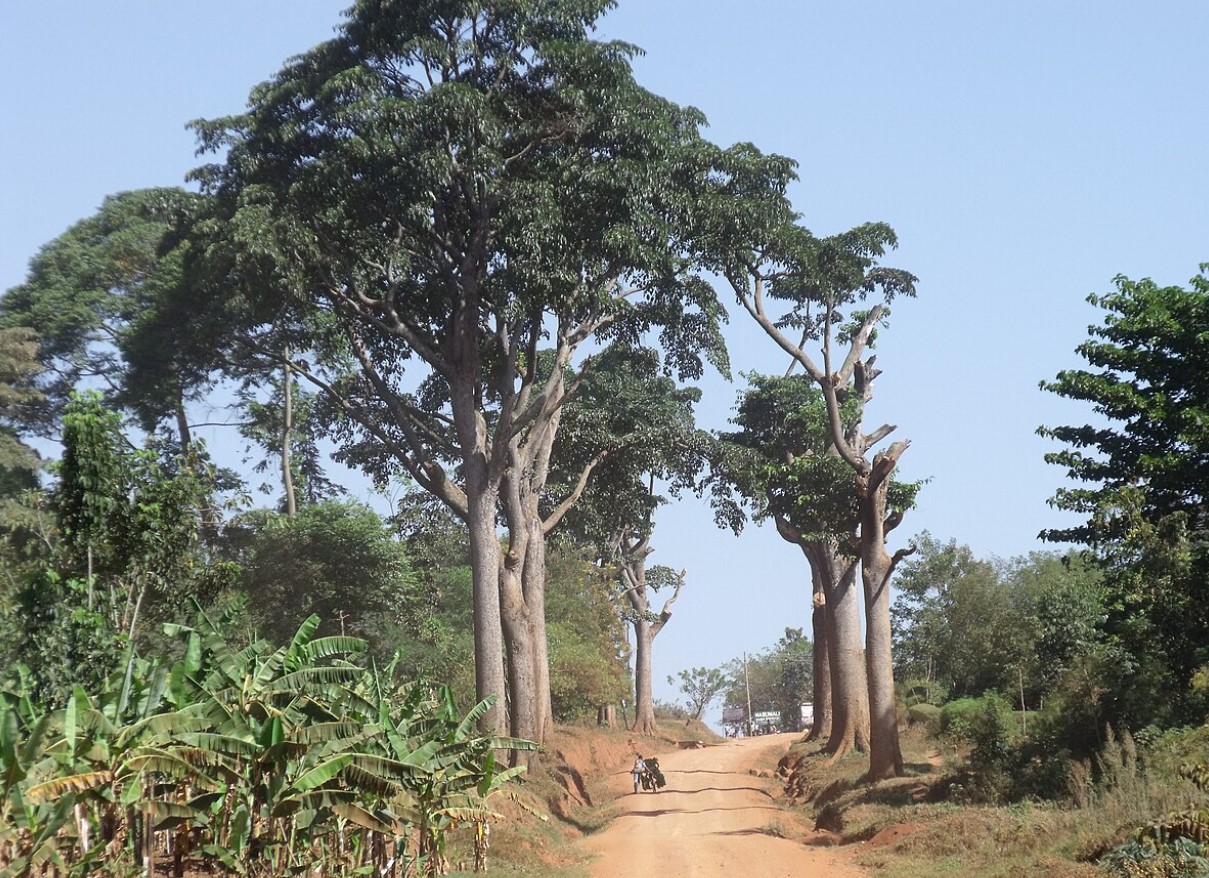 Milicia excelsa