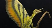 Forskere har fundet rester af et 'forbløffende' krybdyr, der levede før dinosaurierne