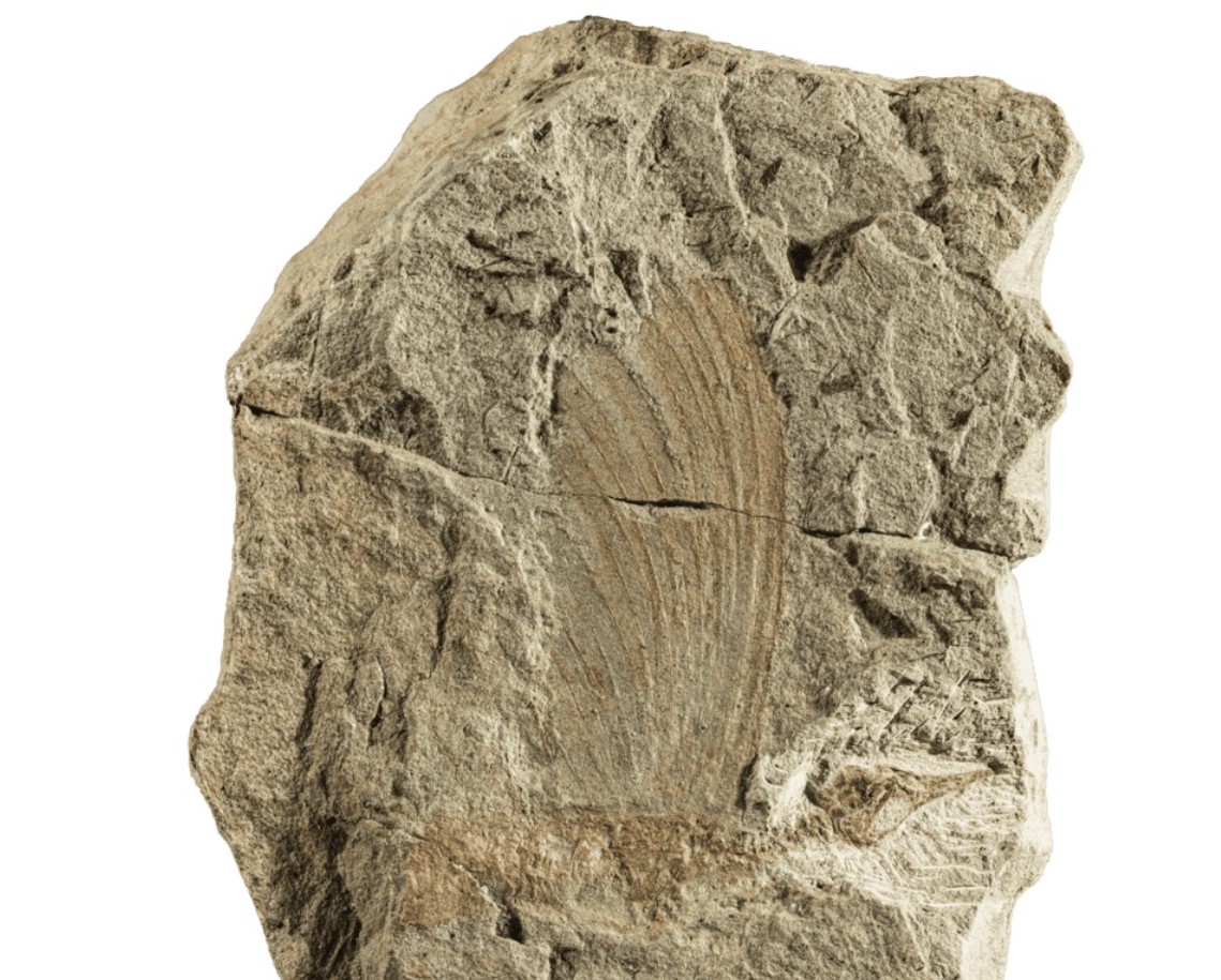 Mirasaura grauvogeli