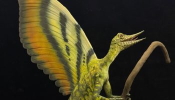 Forskere har fundet rester af et 'forbløffende' krybdyr, der levede før dinosaurierne