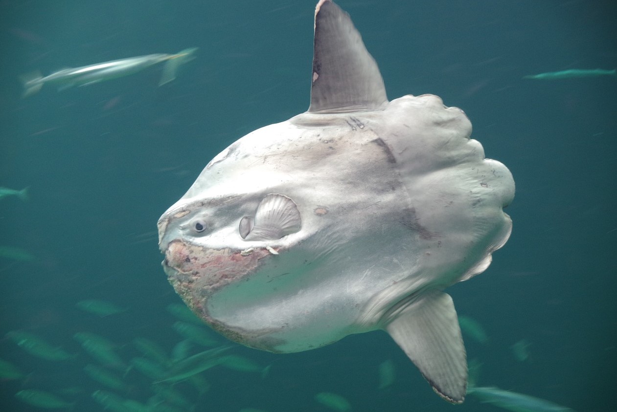 Mola mola – den tungeste fisk i verden