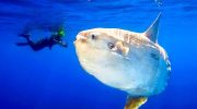 Mola mola – den tungeste fisk i verden