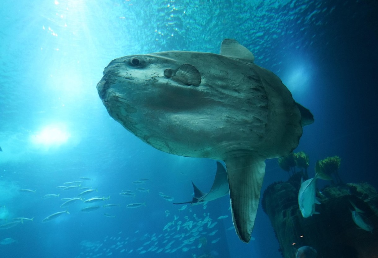 Mola mola