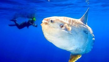 Mola mola – den tungeste fisk i verden