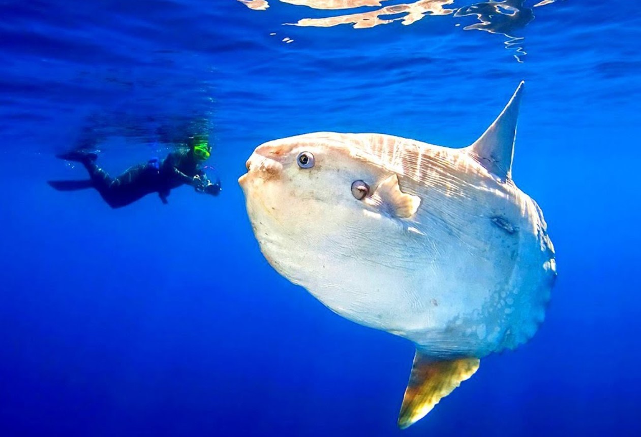 Mola mola – den tungeste fisk i verden