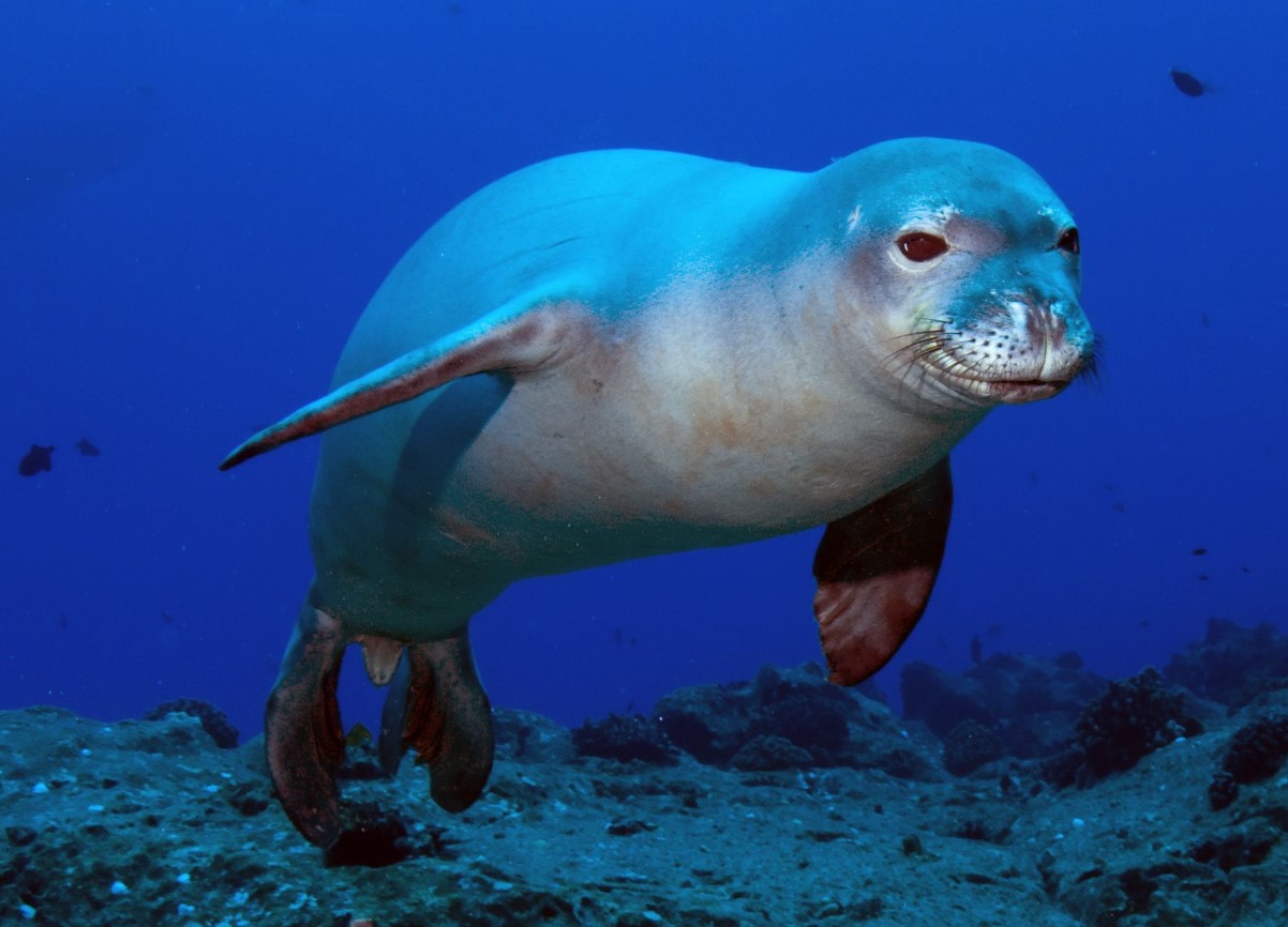 Monachus monachus