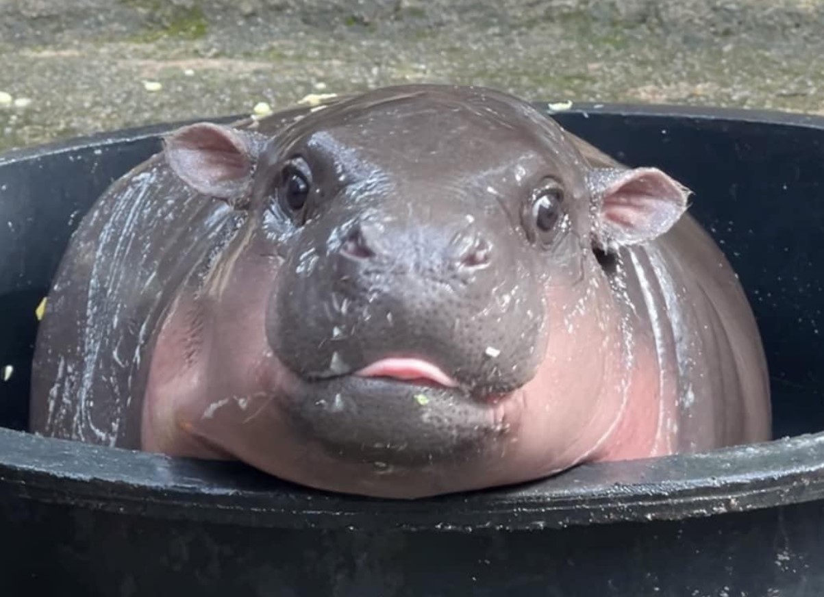 Moo Deng vækker opsigt. Se den berømte pygmæflodhests nye look.