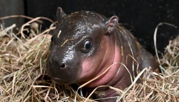 Moo Deng vækker opsigt. Se den berømte pygmæflodhests nye look.