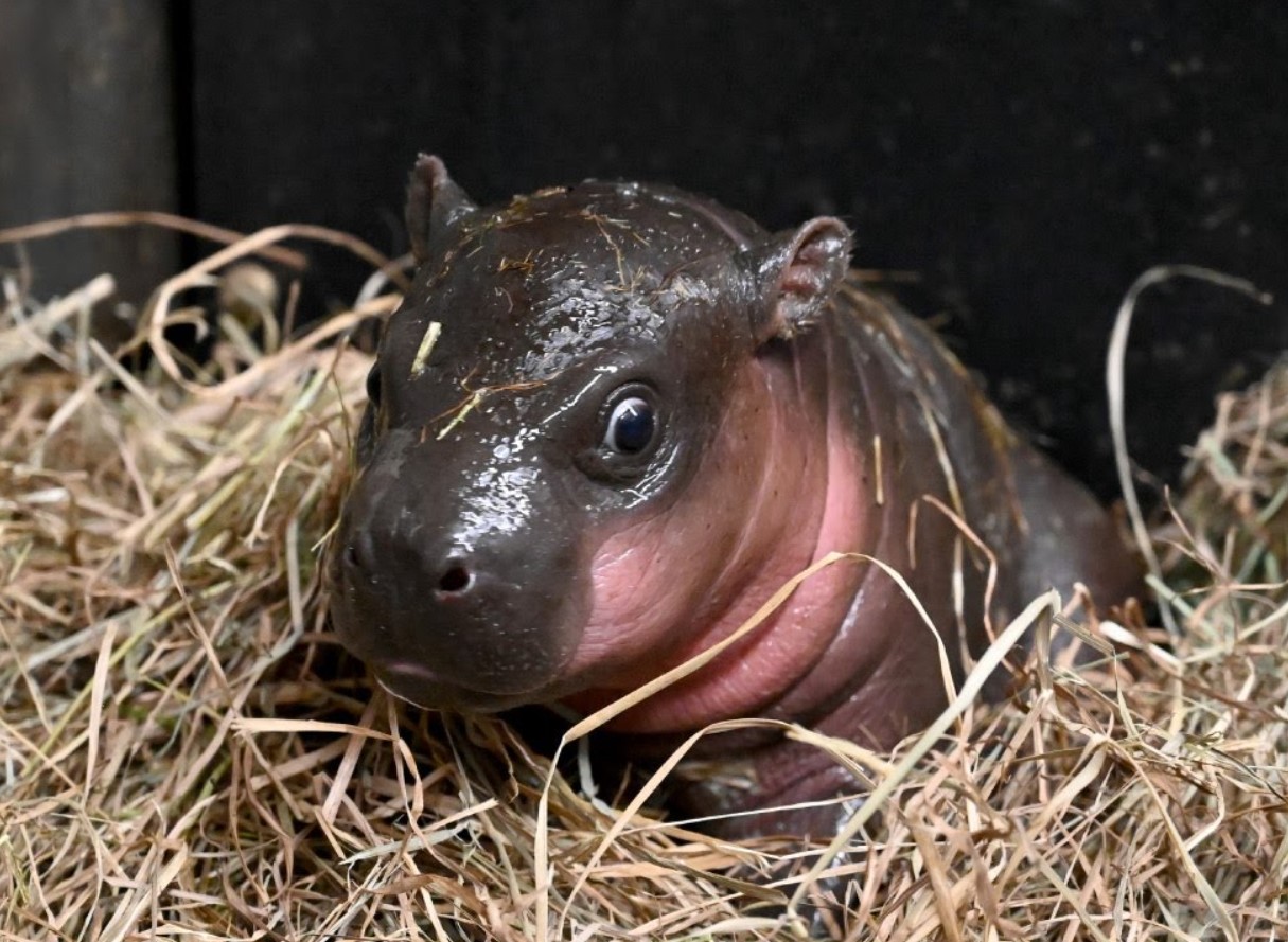 Moo Deng vækker opsigt. Se den berømte pygmæflodhests nye look.