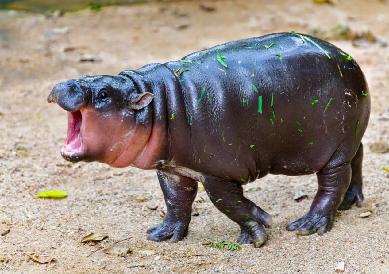 Moo Deng vækker opsigt. Se den berømte pygmæflodhests nye look.