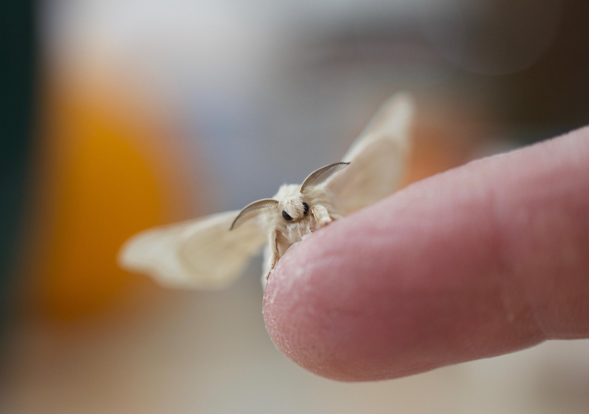 Sådan slipper du af med møl i huset: enkle hemmeligheder og naturlige metoder