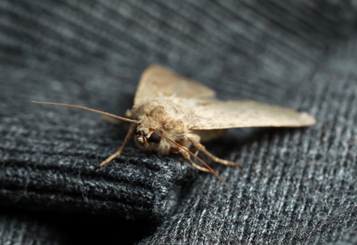 Sådan slipper du af med møl i huset: enkle hemmeligheder og naturlige metoder