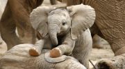 Forskere har vist den sjældneste elefant på planeten: hvad man ved om Motty (foto)
