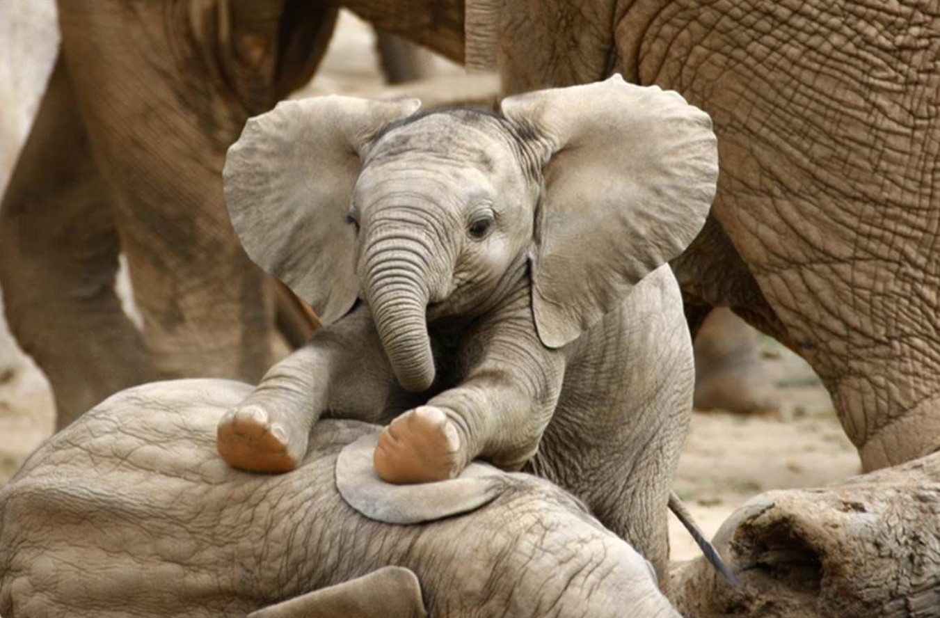 Forskere har vist den sjældneste elefant på planeten: hvad man ved om Motty (foto)