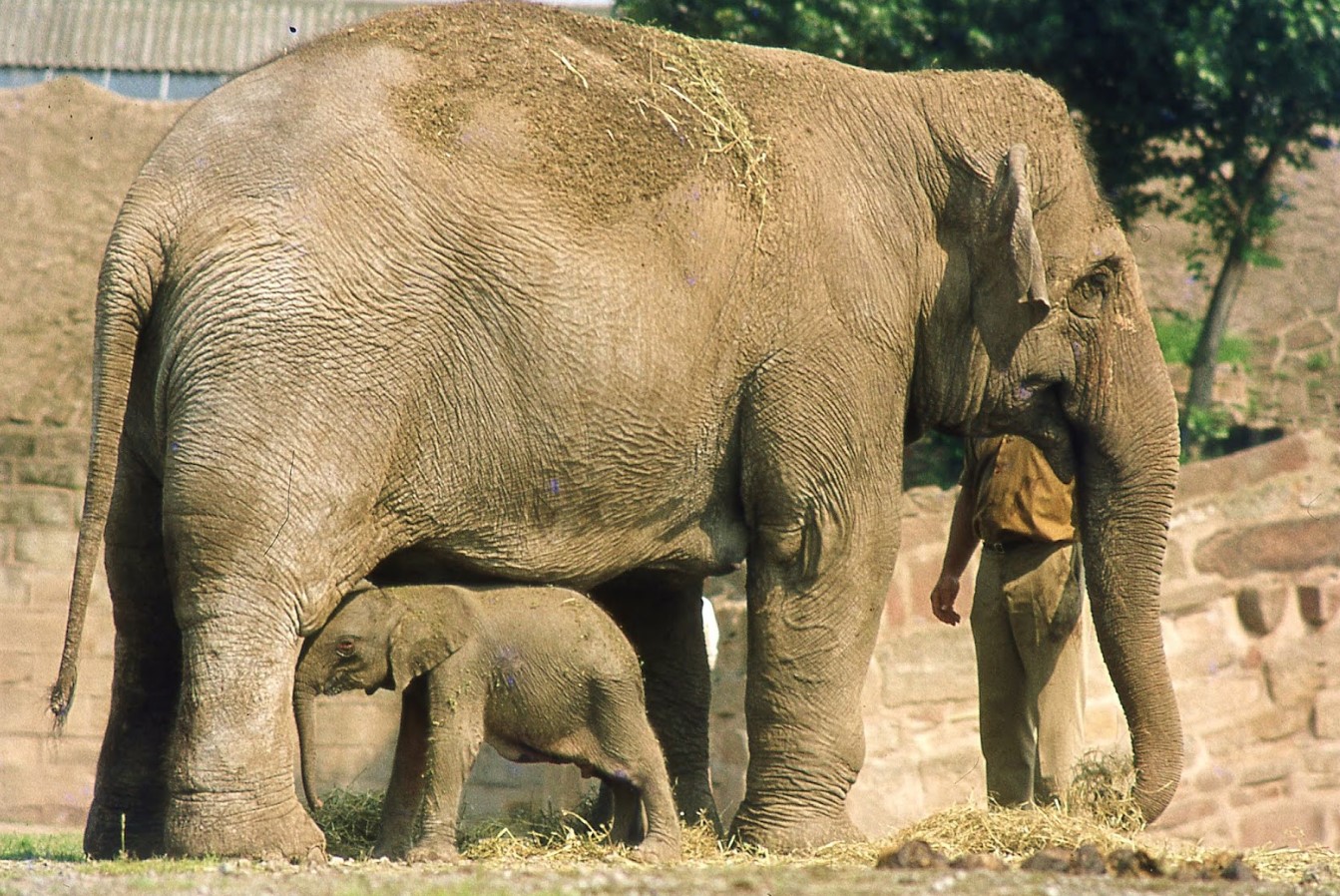 Forskere har vist den sjældneste elefant på planeten: hvad man ved om Motty (foto)
