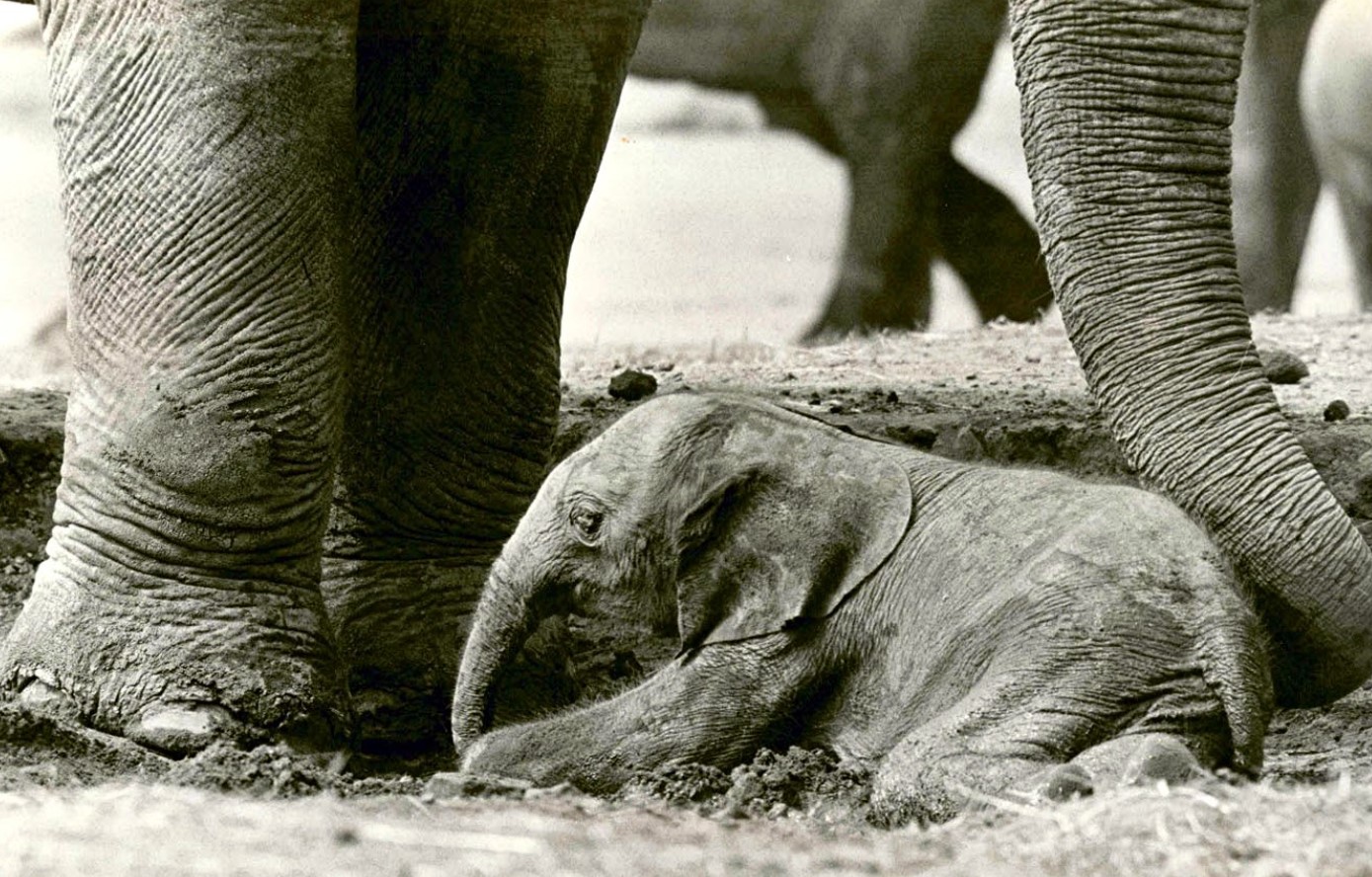 Forskere har vist den sjældneste elefant på planeten: hvad man ved om Motty (foto)