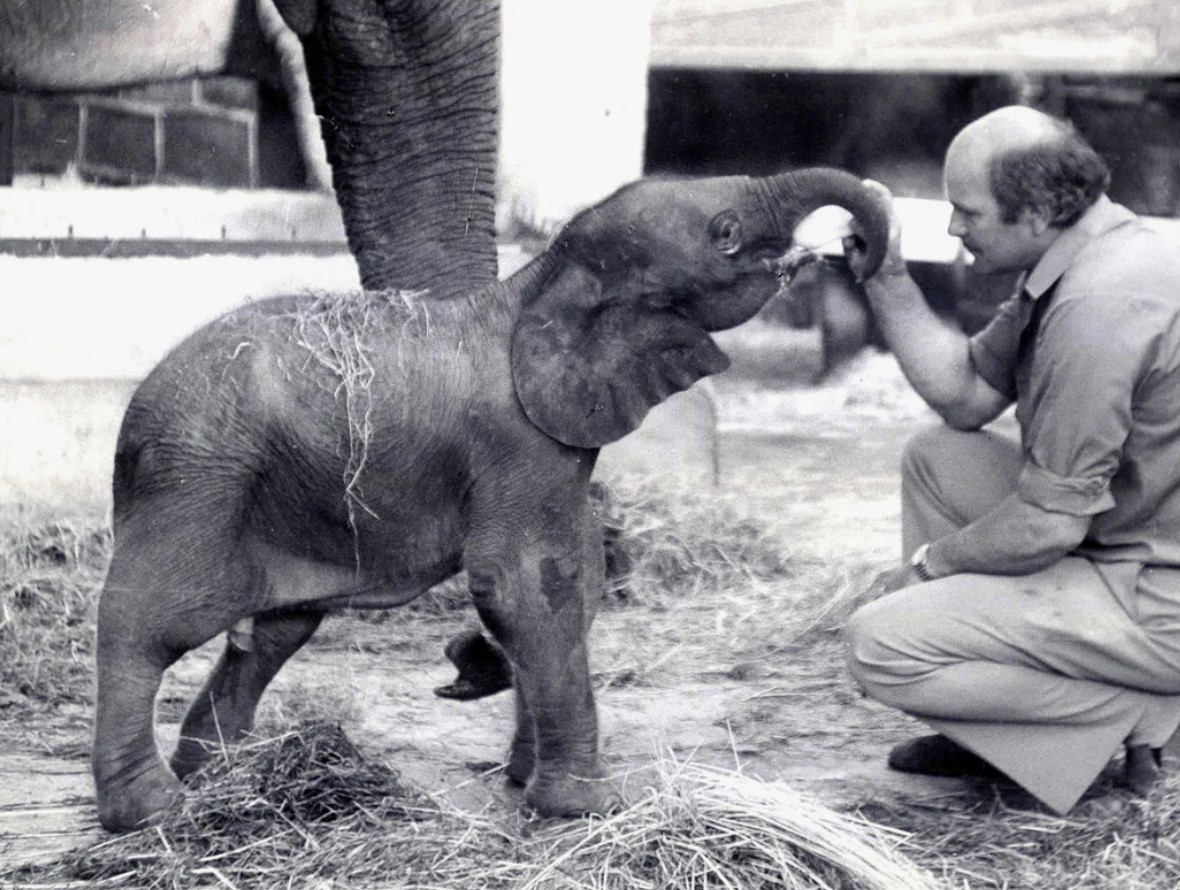 Forskere har vist den sjældneste elefant på planeten: hvad man ved om Motty (foto)