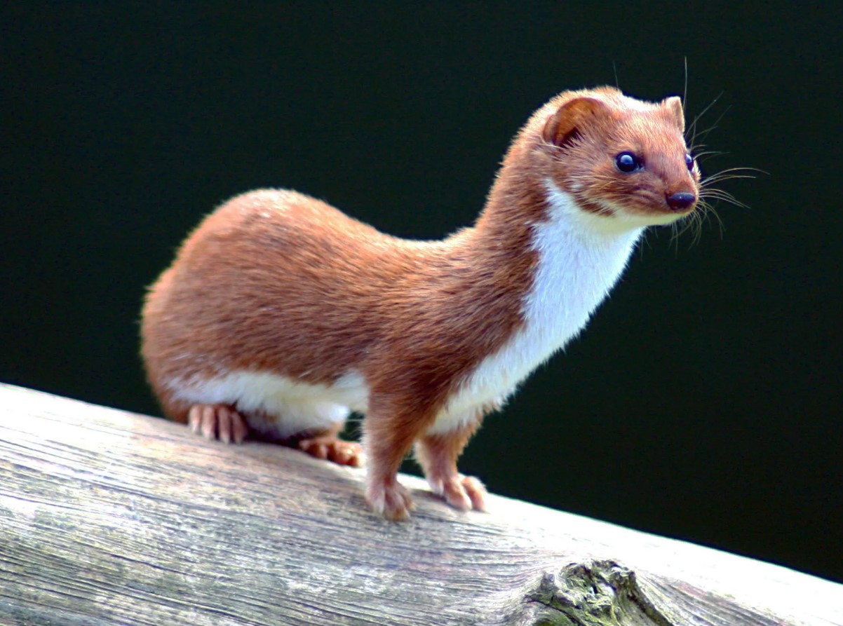 Mustela nivalis