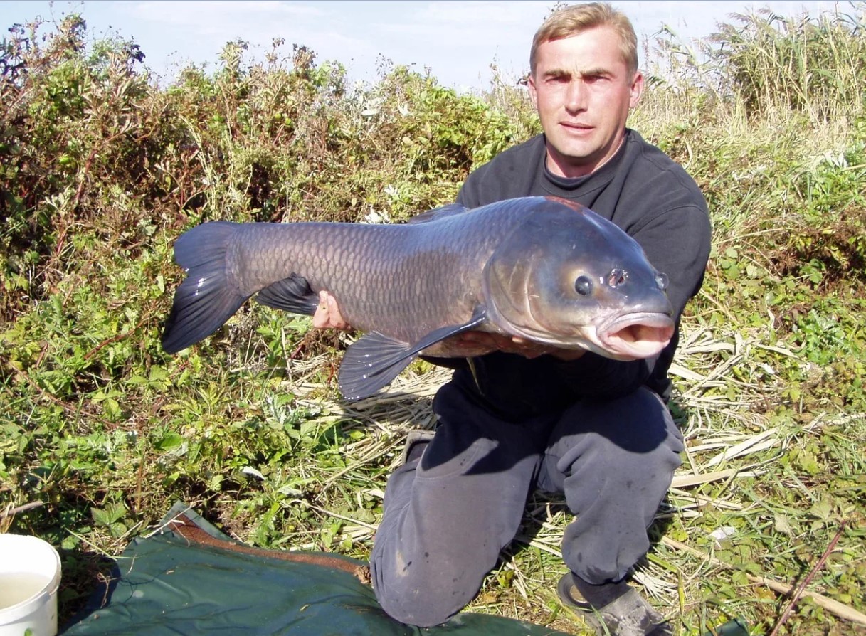 Man kan tjene gode penge. Hundrede dollar for at fange en invasiv fisk fra Rusland