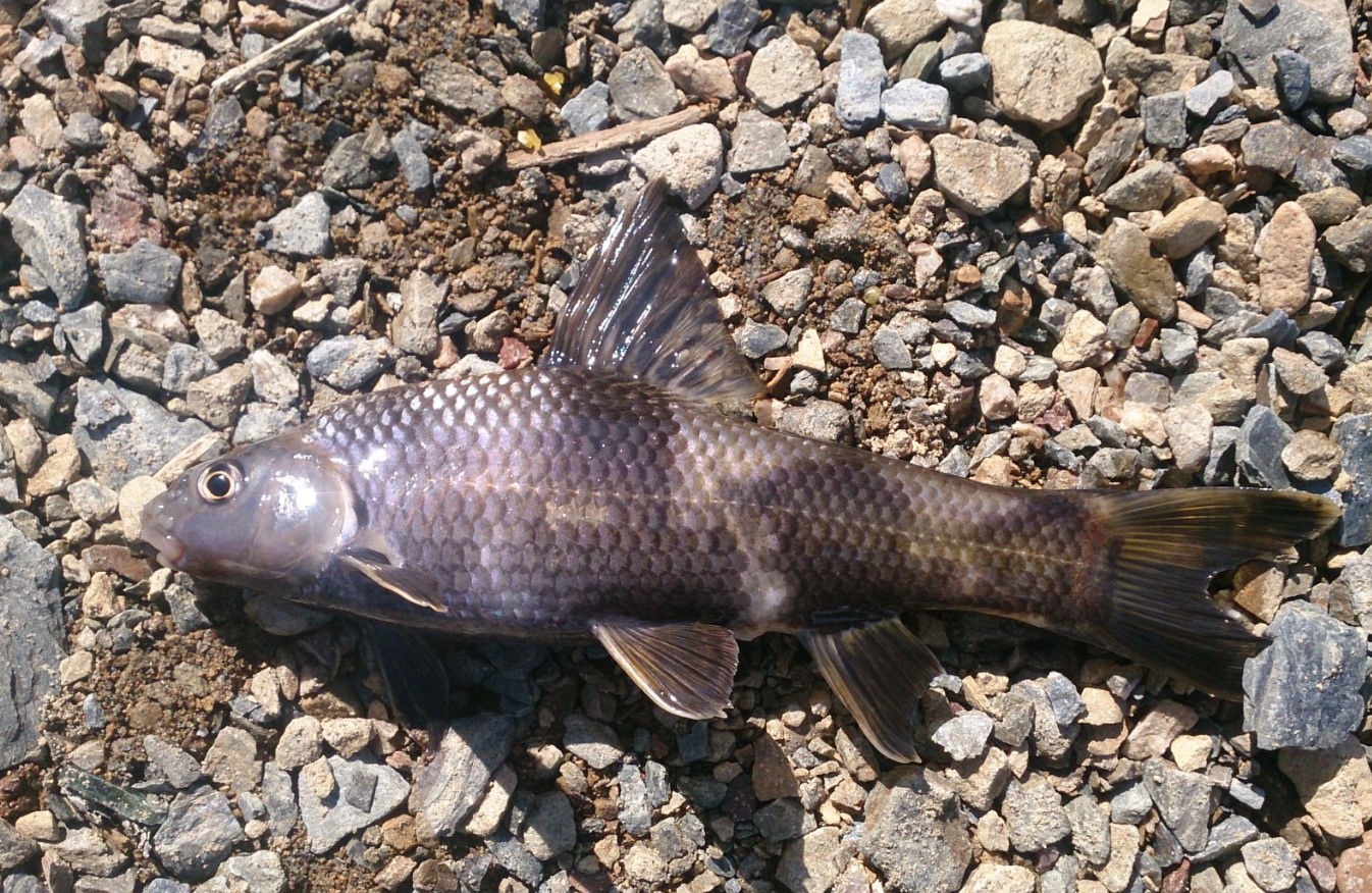 Mylopharyngodon piceus