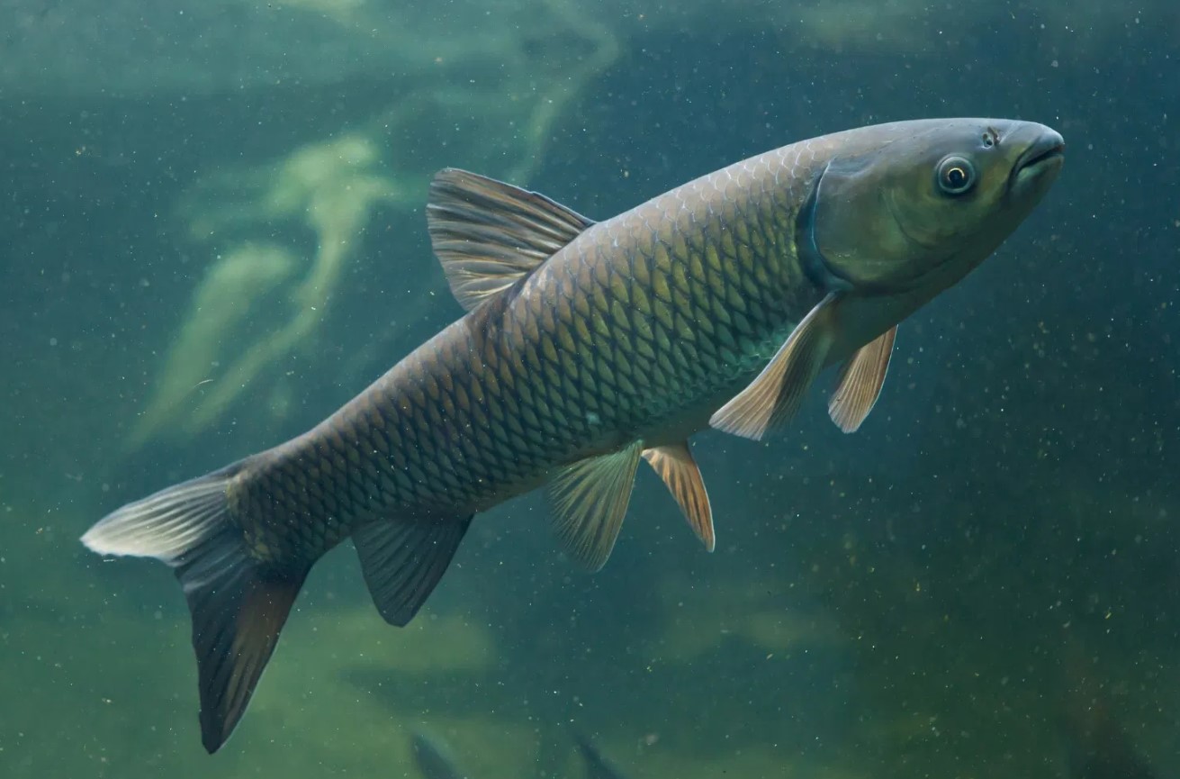 Mylopharyngodon piceus