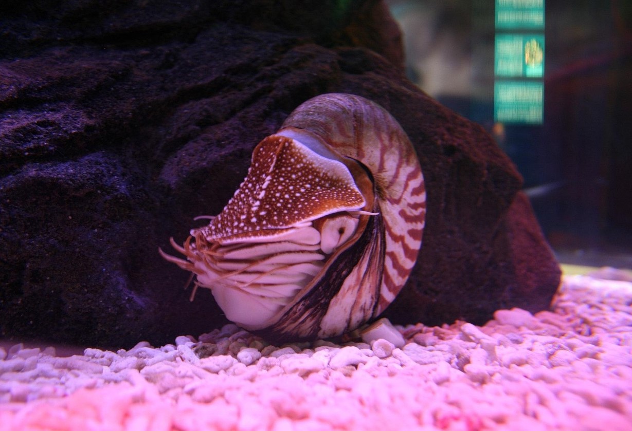 Nautilus — en slags levende ubåd