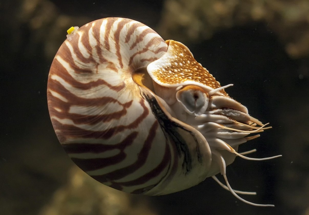 Nautilus — en slags levende ubåd
