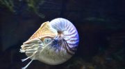 Nautilus — en slags levende ubåd