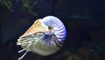 Nautilus — en slags levende ubåd