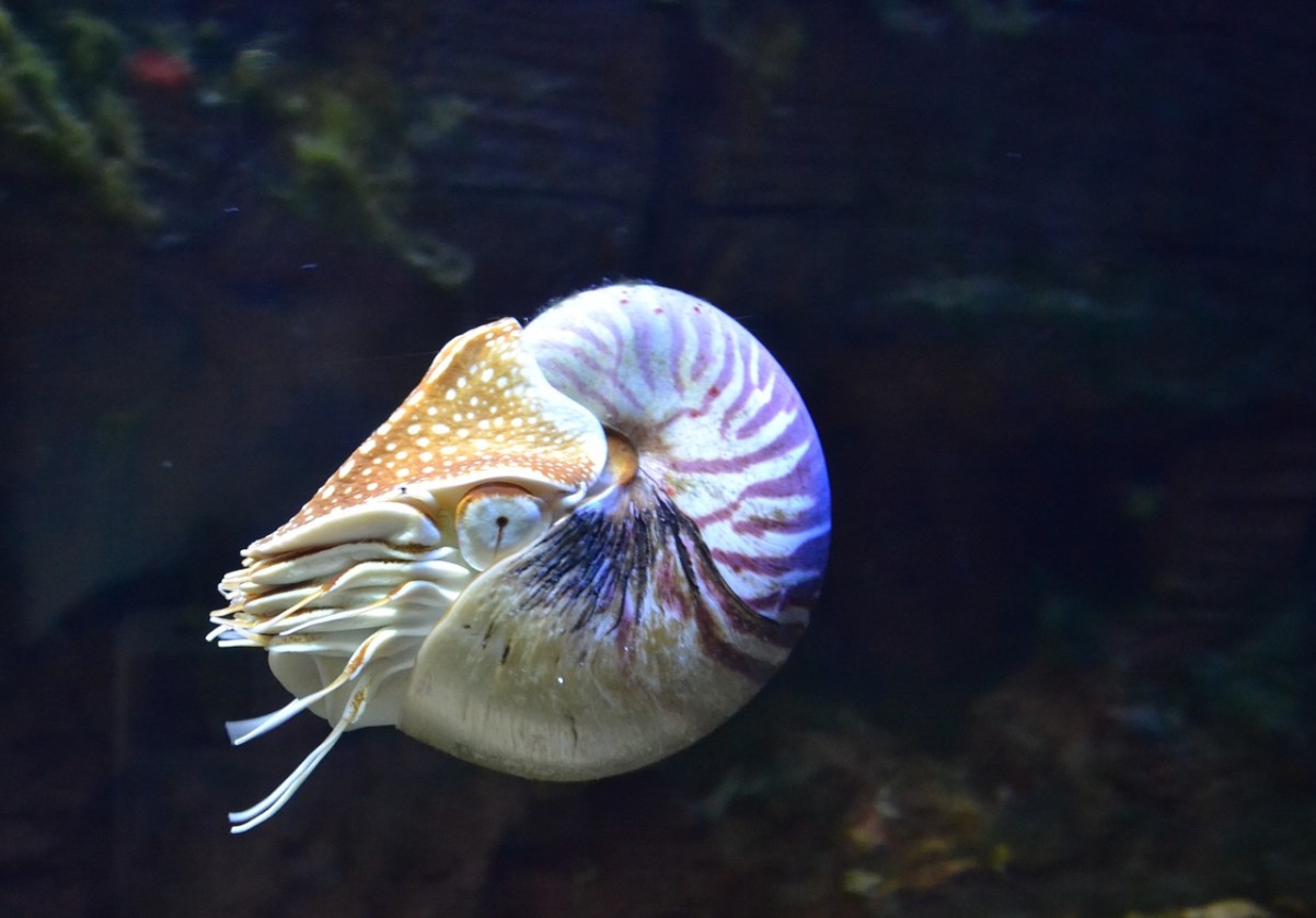 Nautilus — en slags levende ubåd