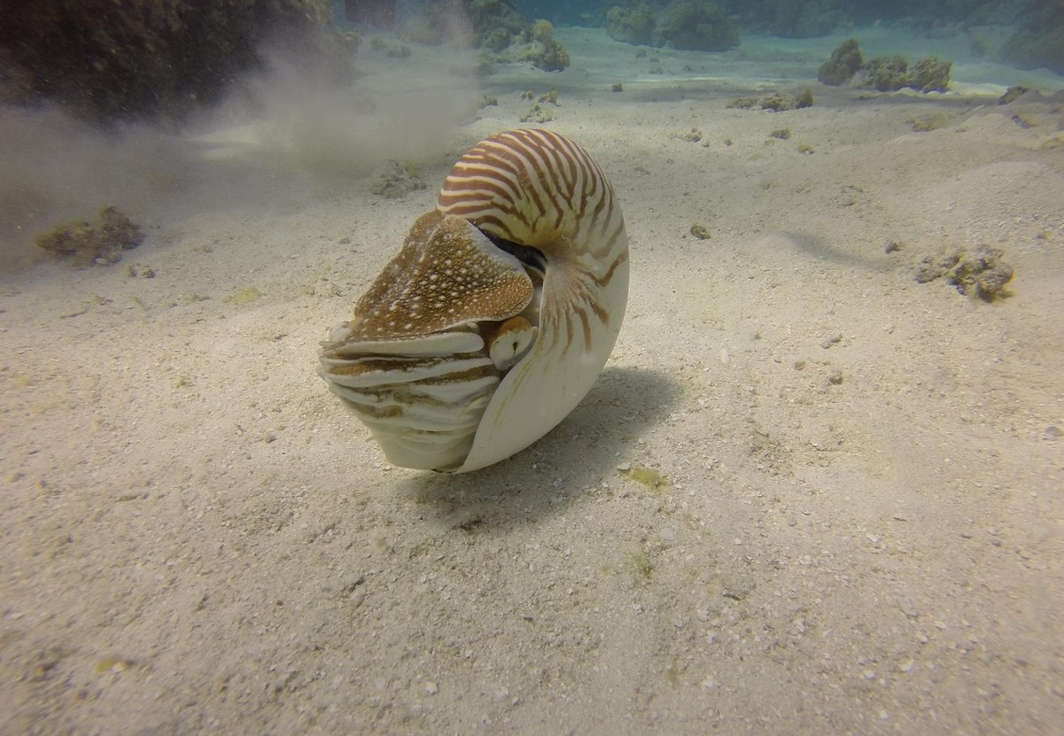 Nautilus — en slags levende ubåd