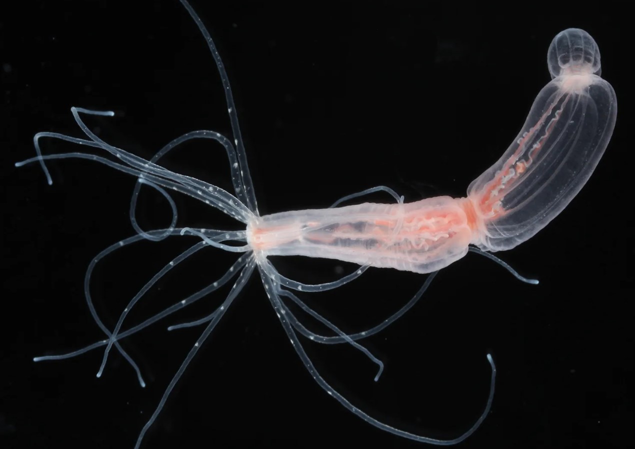 Aktiniæ bruger det samme biologiske trick som mennesker