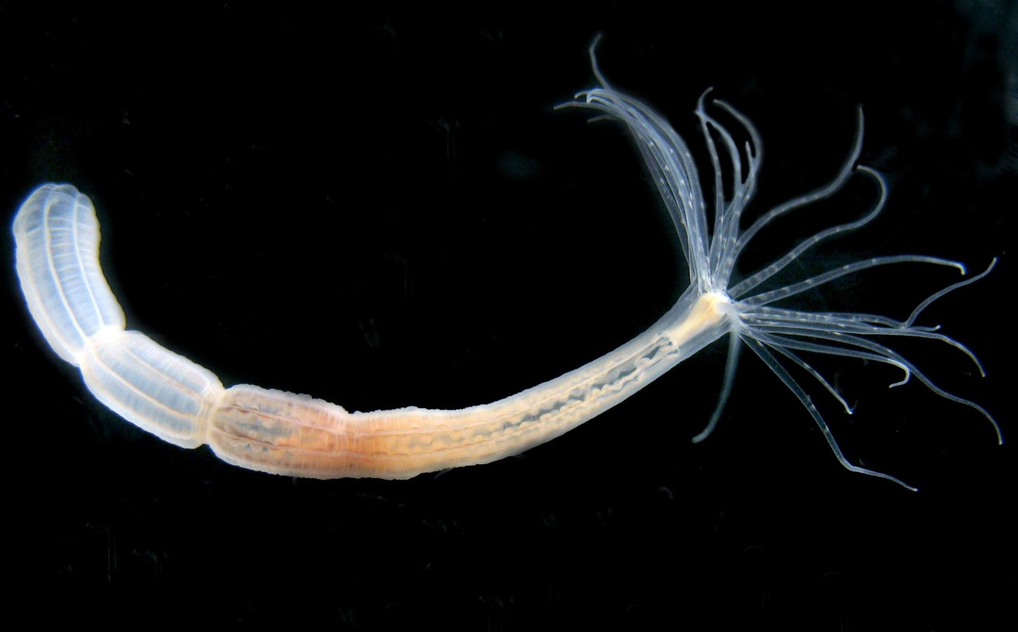Nematostella vectensis