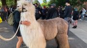 Caesar er en lama-studerende, der er blevet optaget på college og vil være en stjerne inden for tekstilkunst