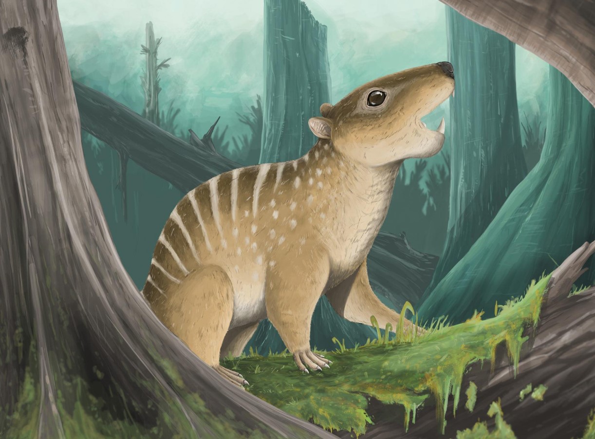 Novaculadon mirabilis