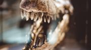 Mesozoisk mysterium: palæontologer har fundet en ældgammel forfader til egern og rotter