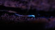 Disse flygtige insekter lyser elektrisk blåt - og findes kun i Appalacherne