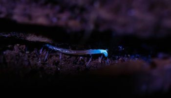 Disse flygtige insekter lyser elektrisk blåt - og findes kun i Appalacherne