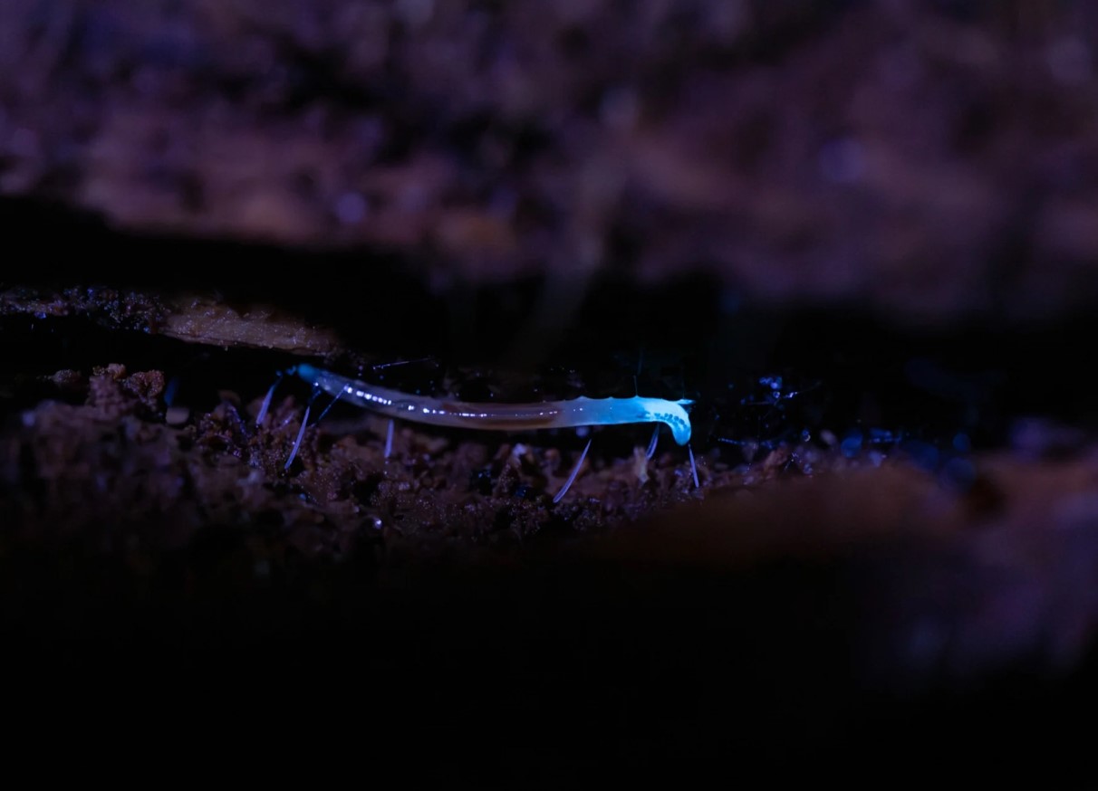 Disse flygtige insekter lyser elektrisk blåt - og findes kun i Appalacherne