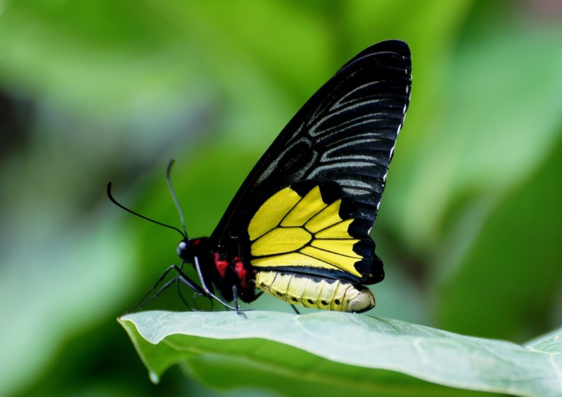 Ornithoptera alexandrae