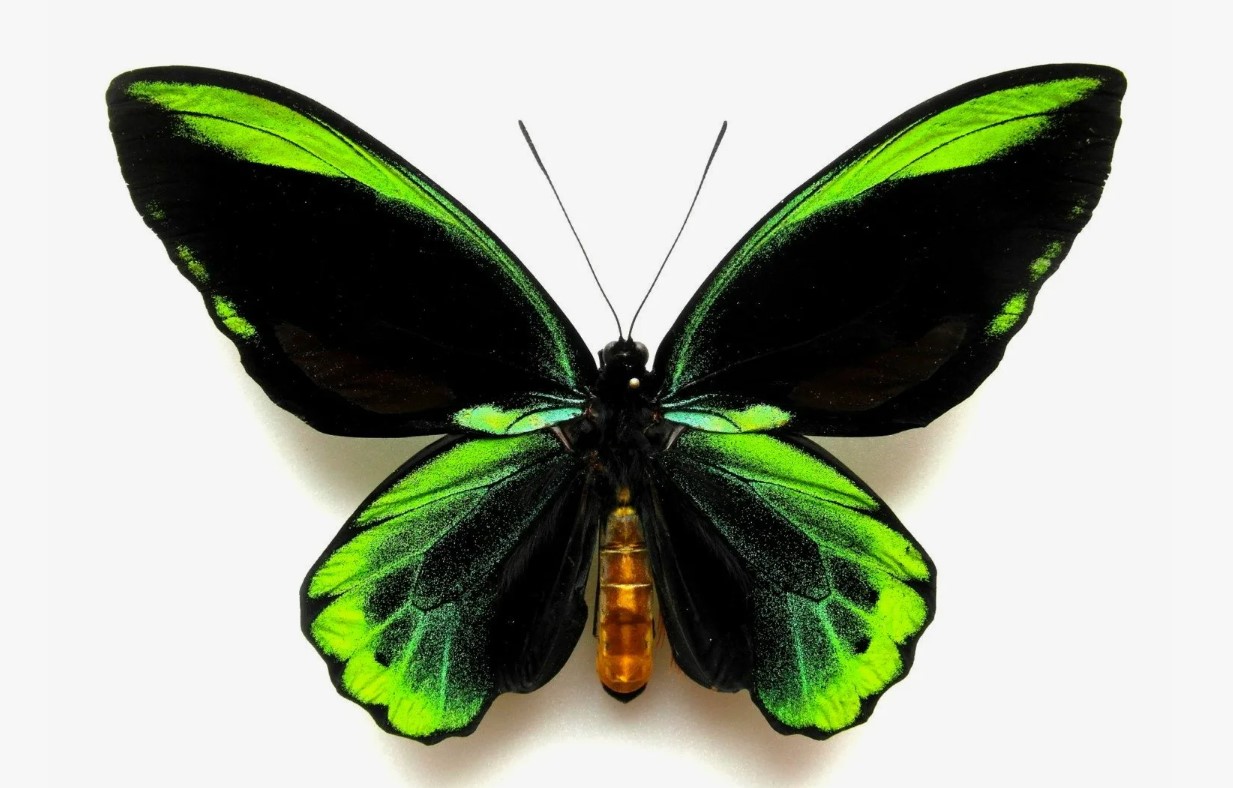 Ornithoptera alexandrae