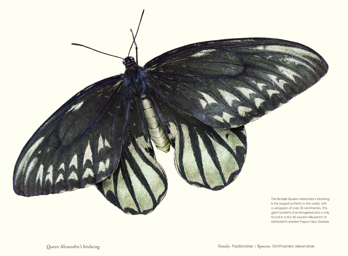 Ornithoptera alexandrae