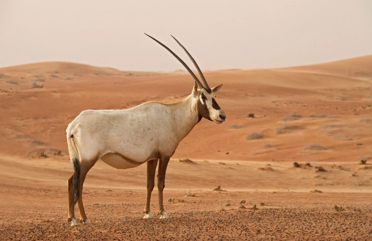 Oryx fra Sahara