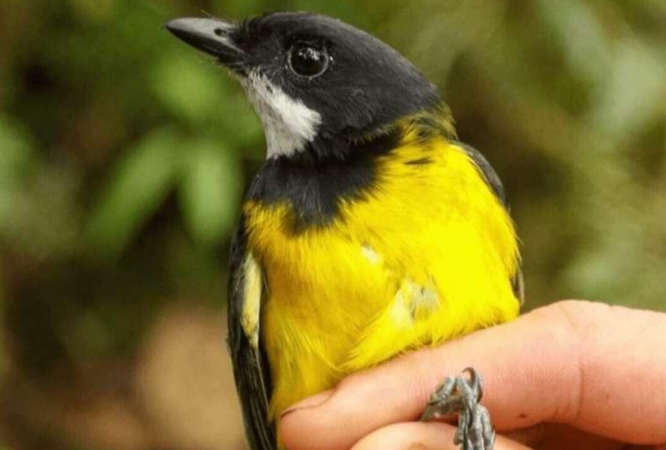 Pachycephala schlegelii