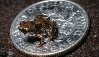 Pedophryne amauensis — det mindste hvirveldyr på vores planet